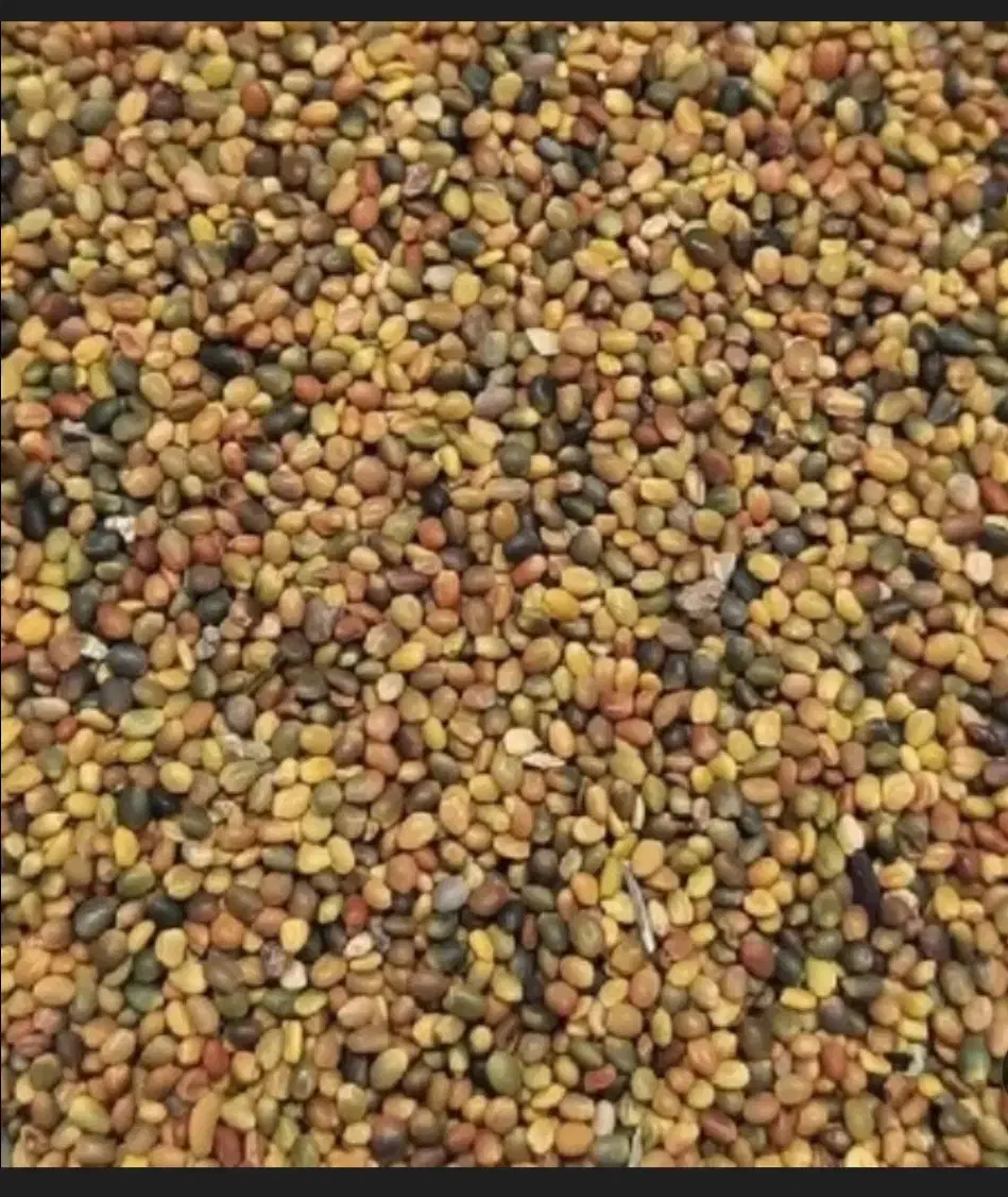 برسین و رنجر انواع بذر قره یونجه و شبدر|گل و گیاه طبیعی|اصفهان, نقش جهان|دیوار