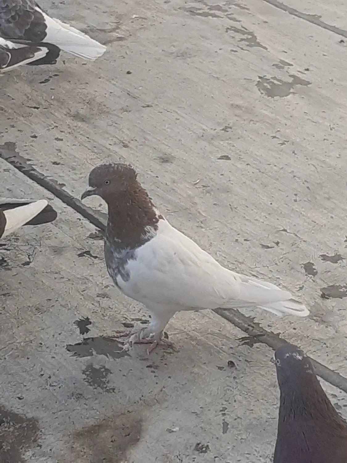 کفتر کله دار|پرنده|ساوه, |دیوار