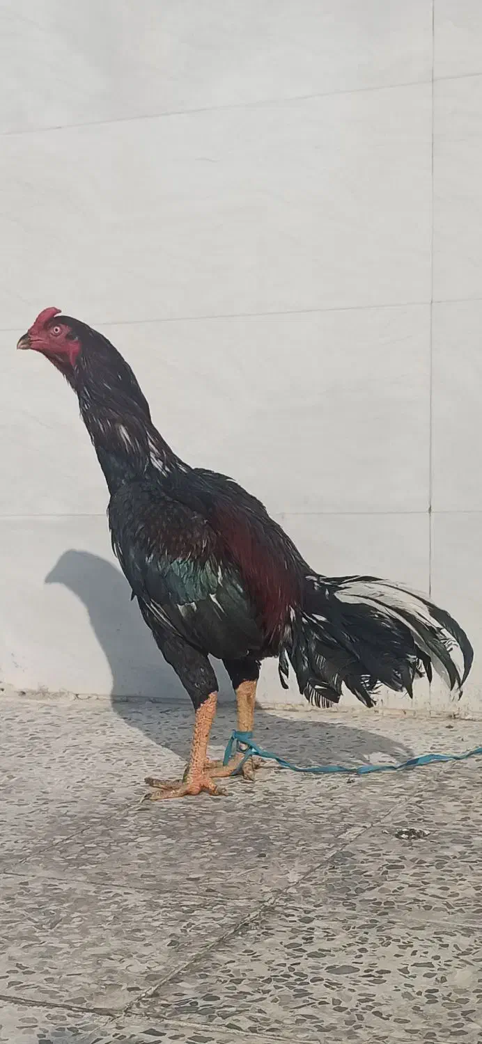 خروس لاری|حیوانات مزرعه|اندیمشک, |دیوار