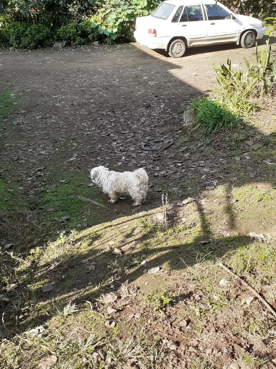 سگ نرماد|سگ|لنگرود, |دیوار