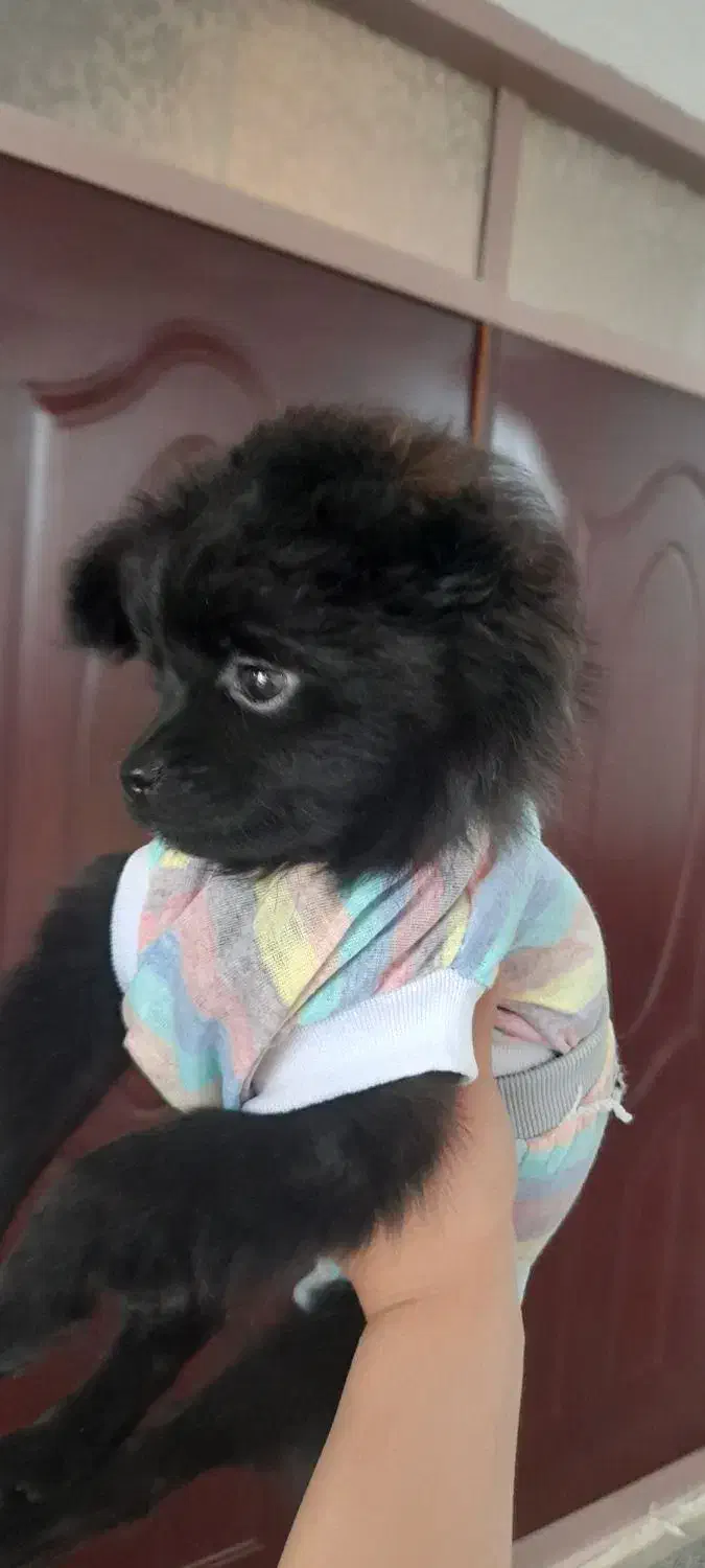 سگ شیتزو|سگ|مشهد, عامل|دیوار