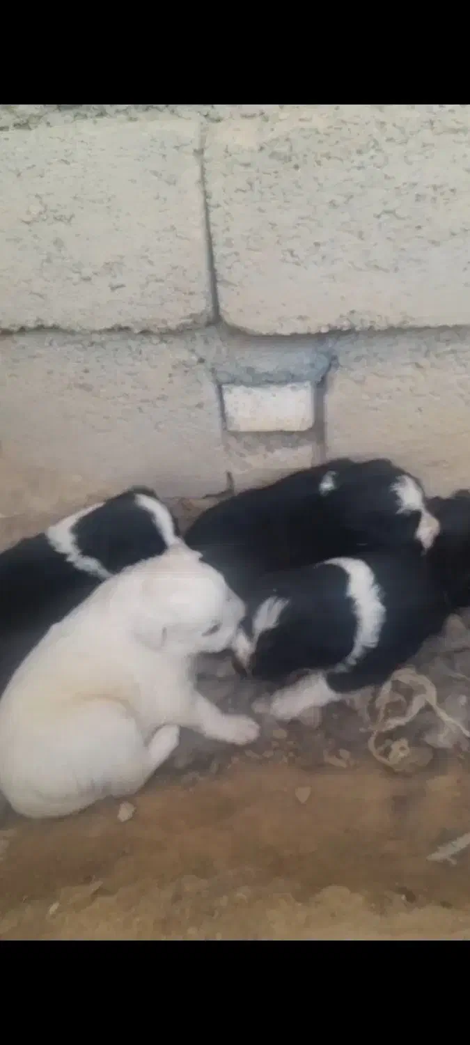 توله سگ|سگ|فولادشهر, فولادشهر|دیوار