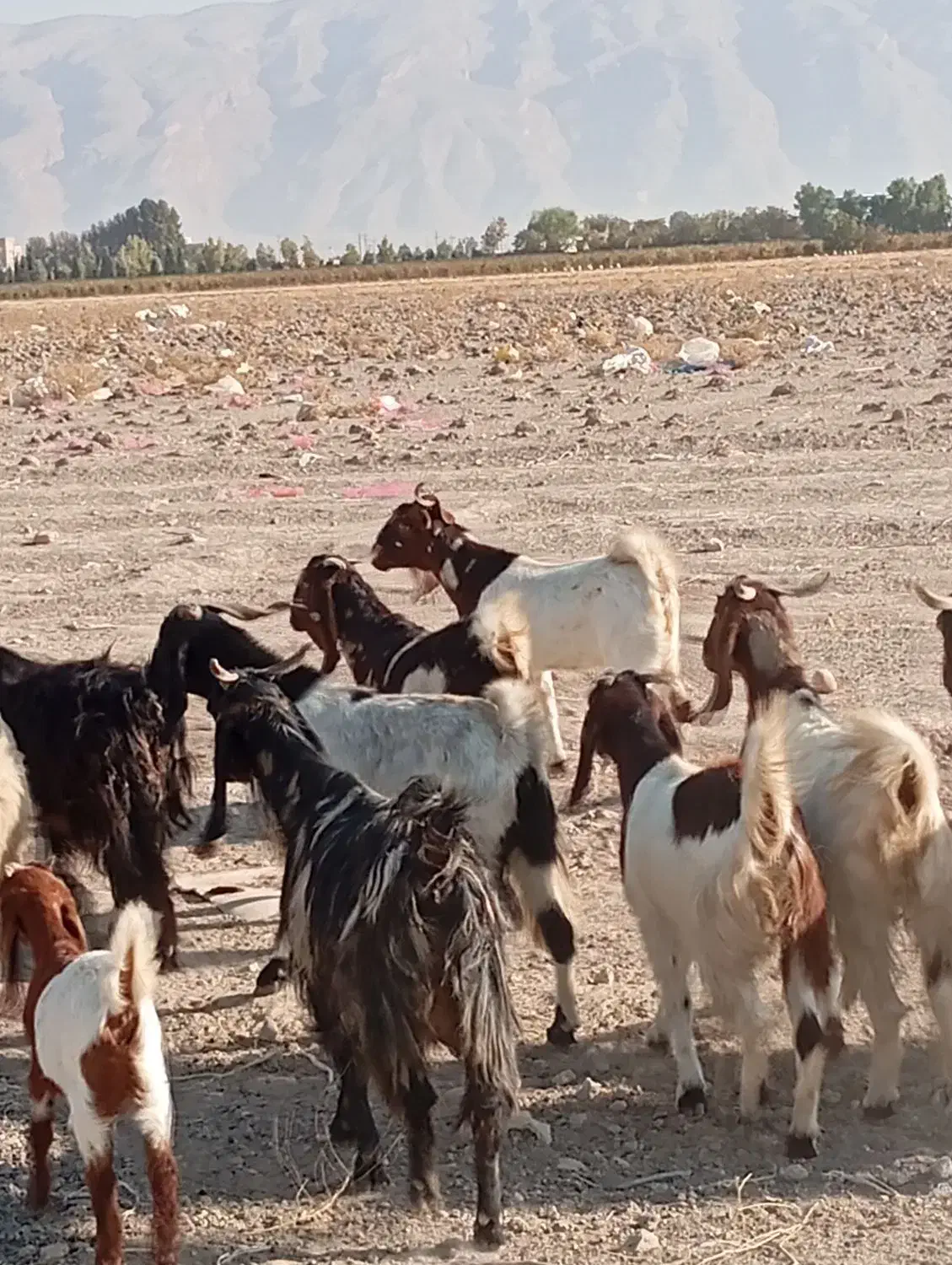 بز داشتی|حیوانات مزرعه|کوار, |دیوار