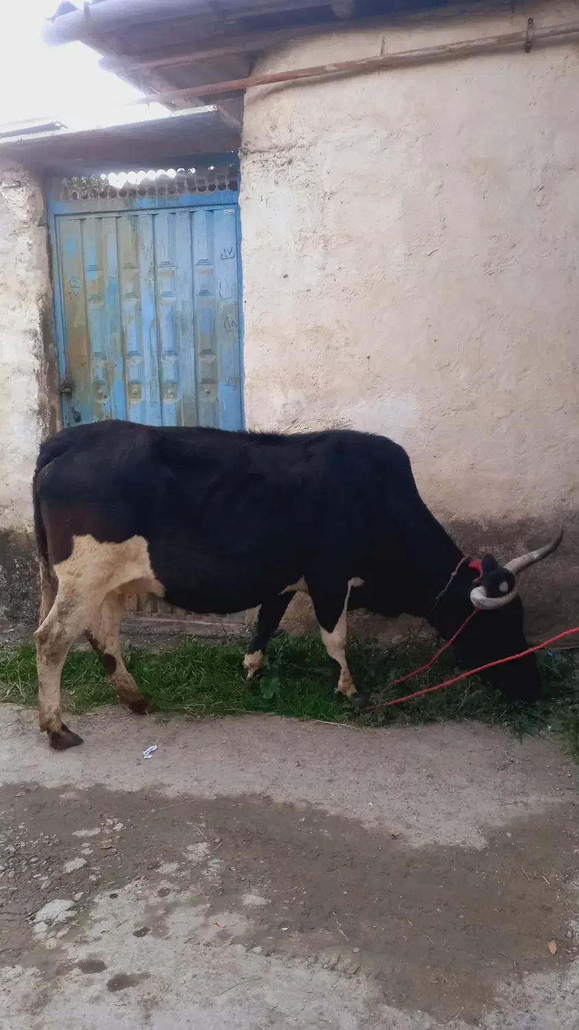گاو دورگ محلی ۸ماه ابستن|حیوانات مزرعه|شیرگاه, |دیوار