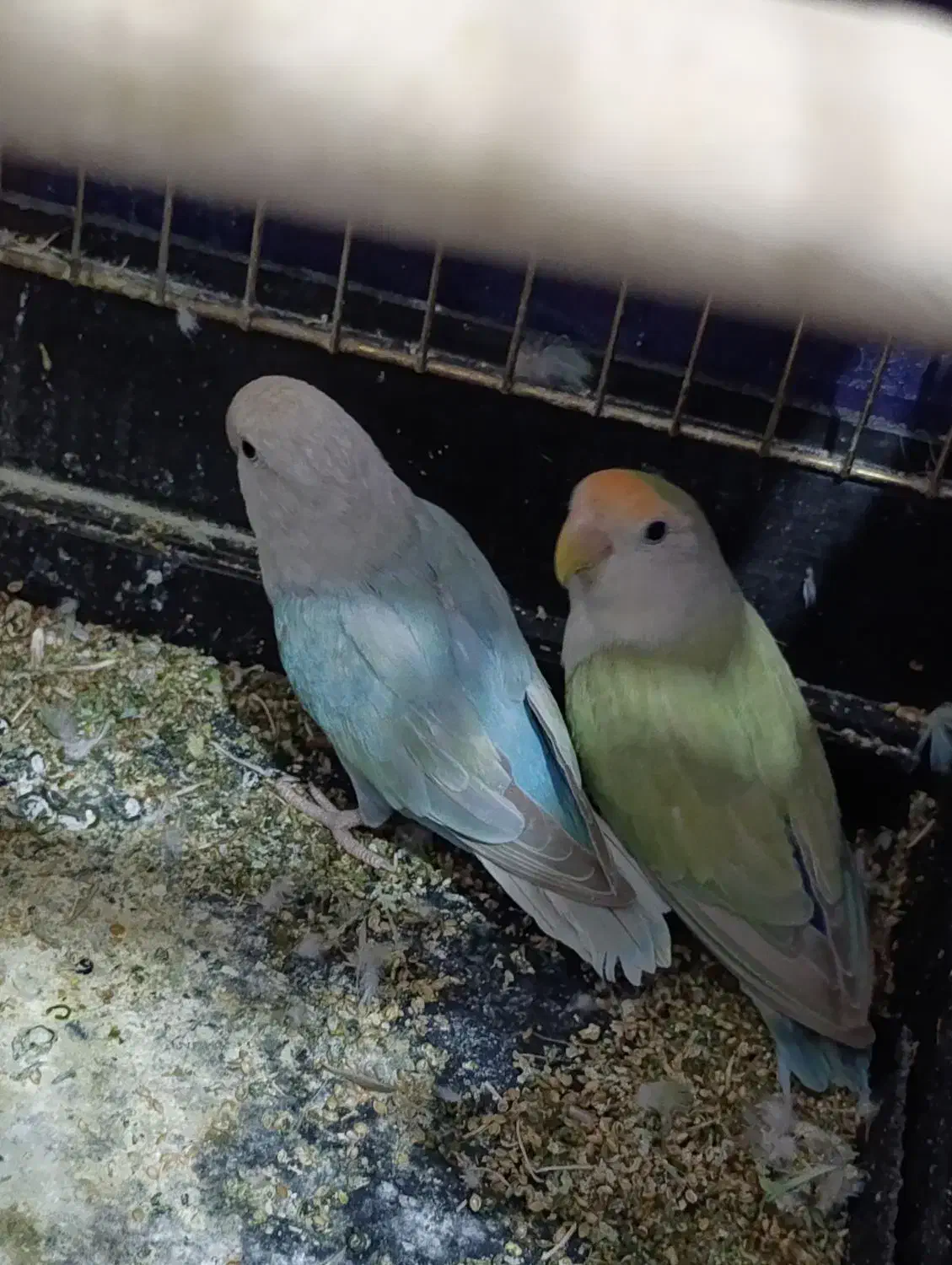 یک جفت طوطی کوتوله مولد تخم گذاشتن|پرنده|کرمان, |دیوار