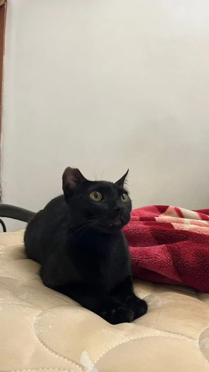 واگذاری لوبیا خانم|گربه|بندرعباس, |دیوار