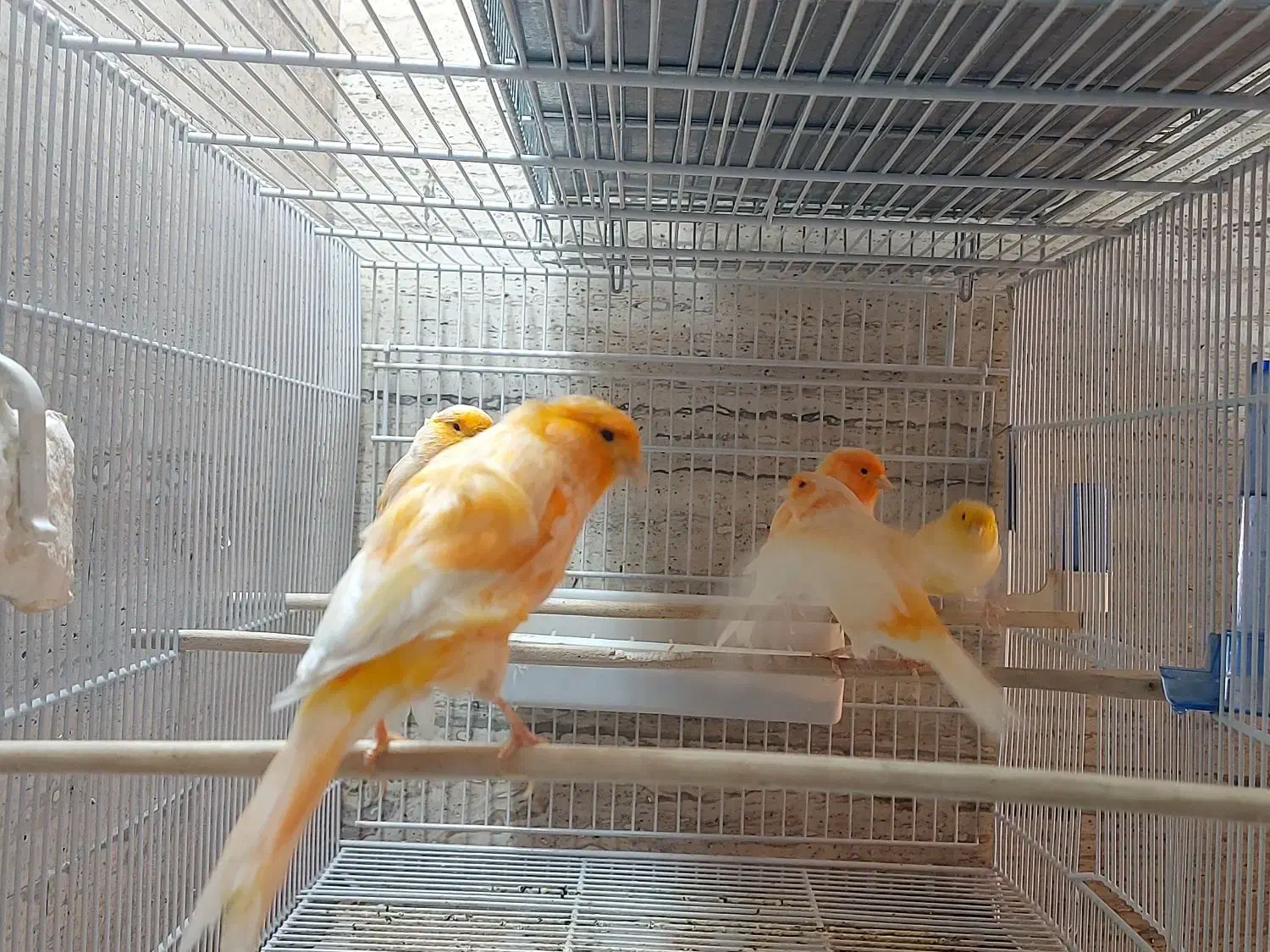 قناری سوپری پرتقالی وموزاییکی،ورسمی بلند|پرنده|تهران, مینی‌سیتی (شهرک نفت)|دیوار