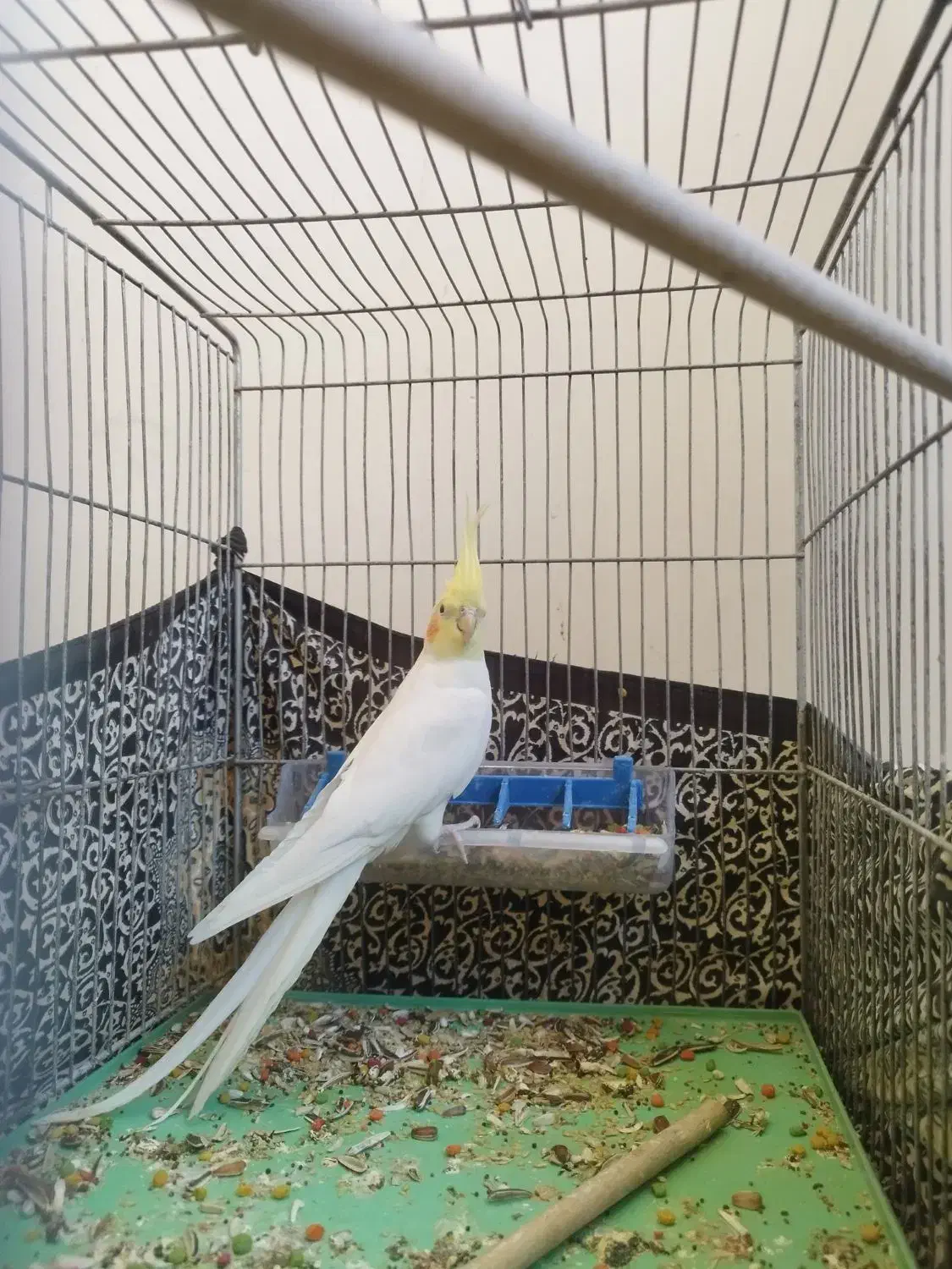 عروس هلندی ماده مست|پرنده|پرند, فاز ۶|دیوار