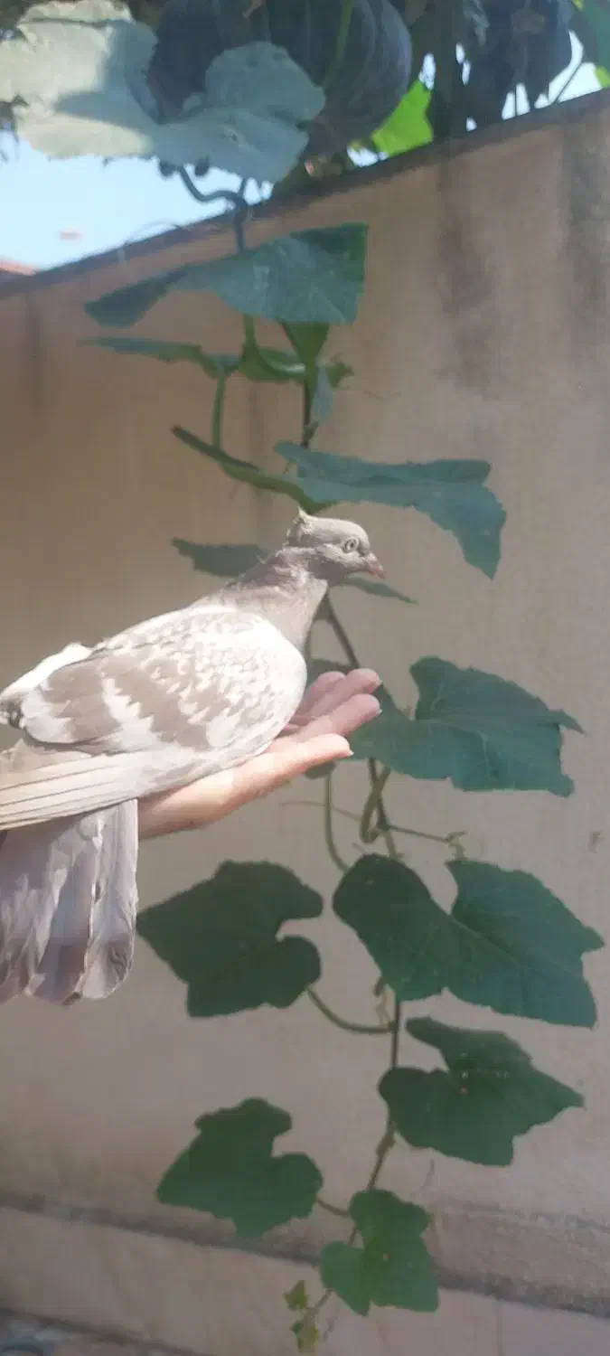 جوجه کبوترهای زیبا|پرنده|رشت, آب و برق|دیوار