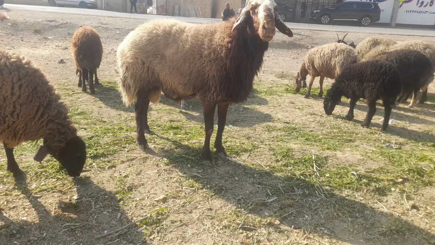 قوچ|حیوانات مزرعه|اصفهان, لیمجیر|دیوار