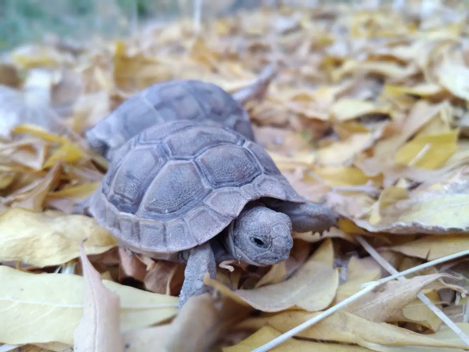 لطفاً همه به عکس دقت کنید|خزنده|بم, |دیوار