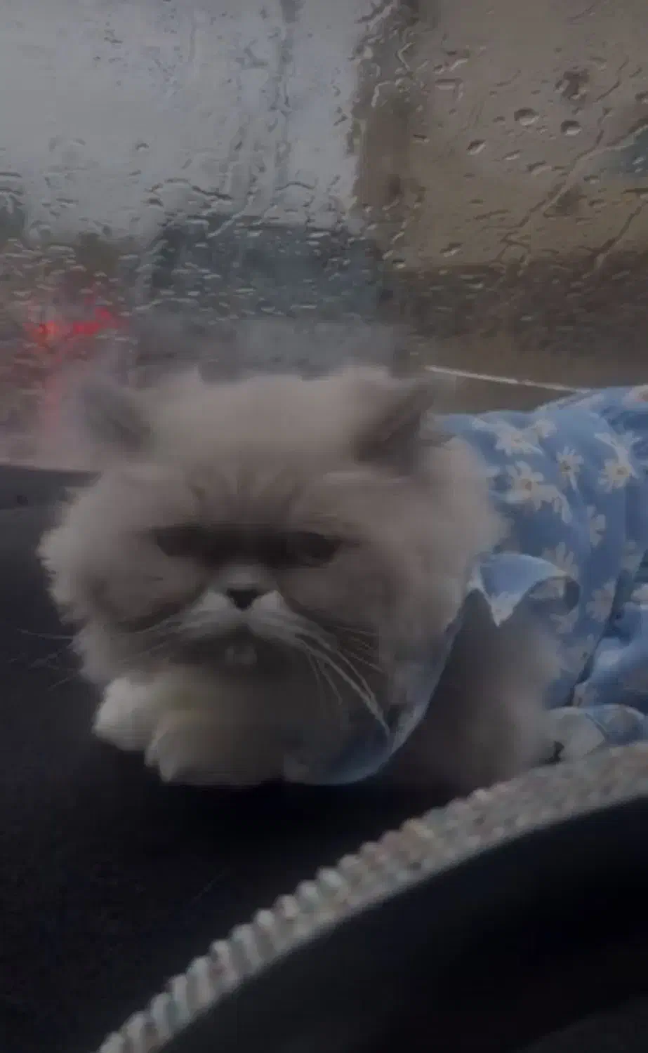 گربه|گربه|اصفهان, دانشگاه اصفهان|دیوار