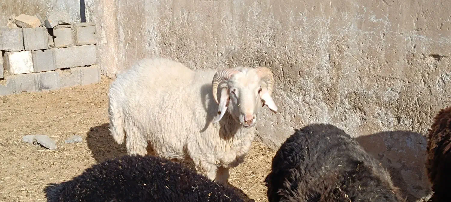 بره و قوچ و بره قوچی|حیوانات مزرعه|شهرضا, |دیوار