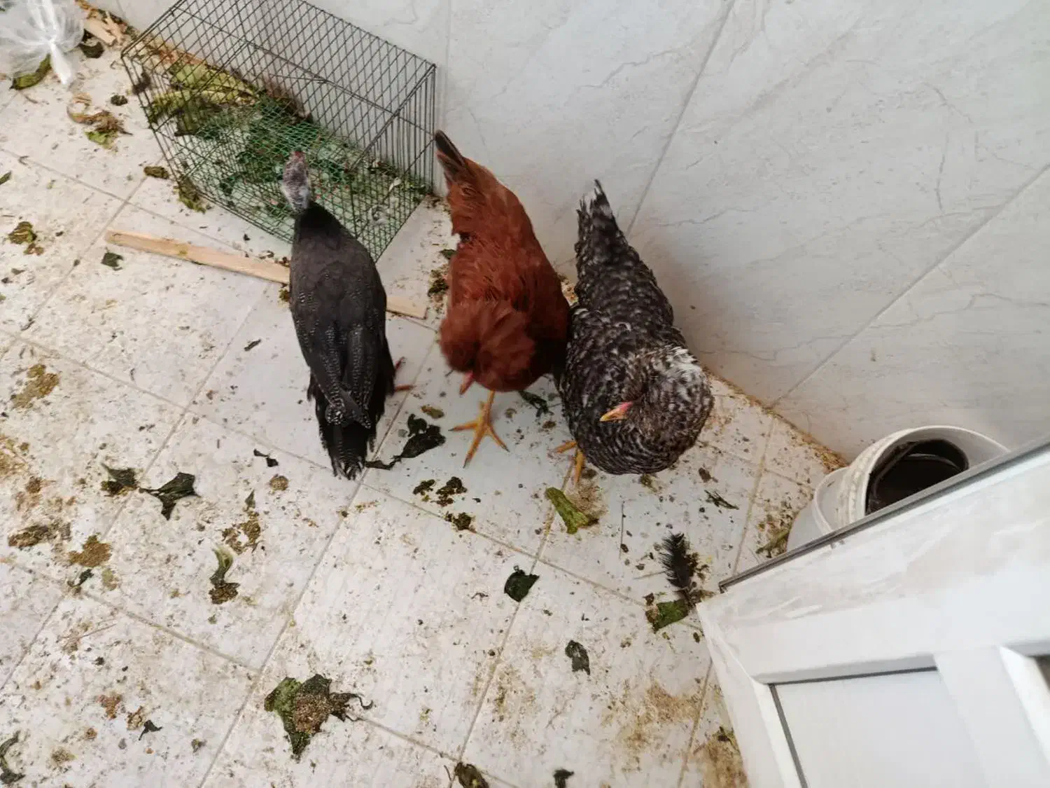 مرغ سلطانی و مرغ شاخ دار|حیوانات مزرعه|قم, بنیاد|دیوار