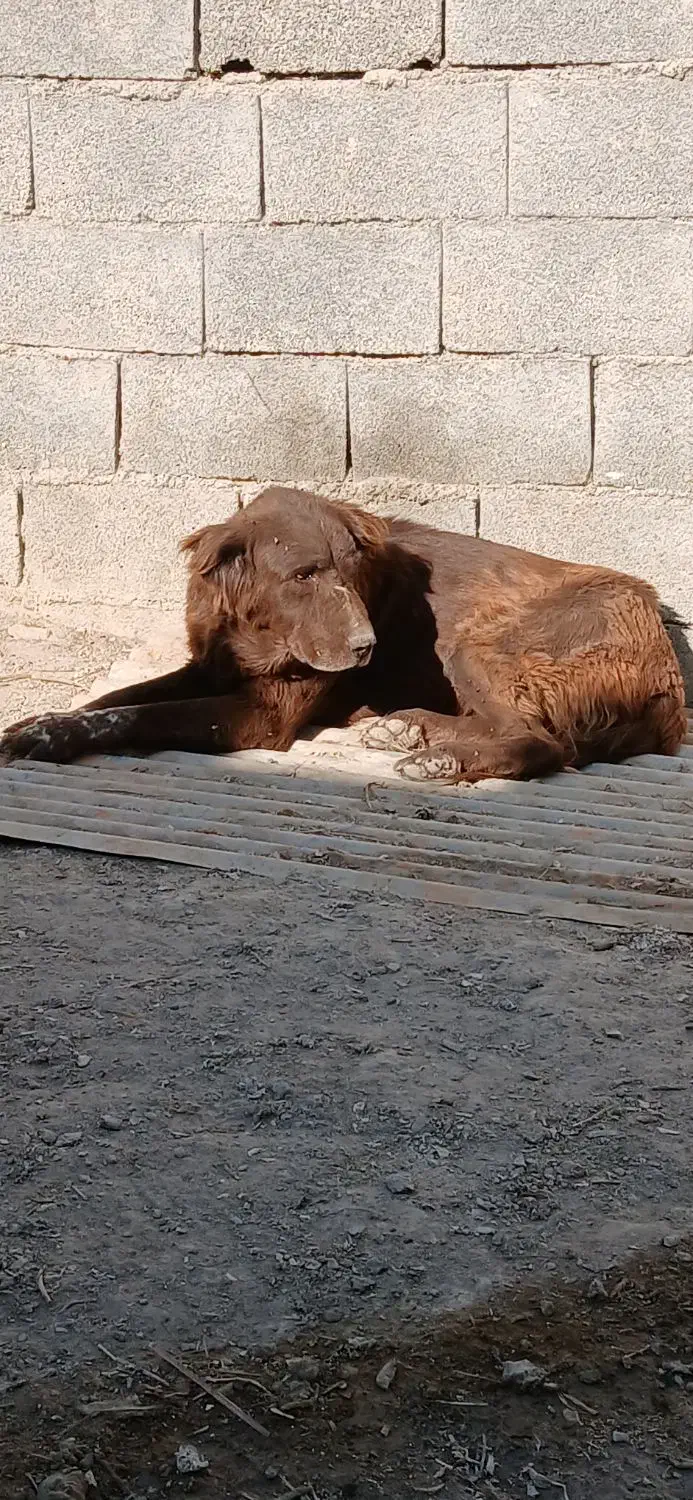 سگ لاس قدرجونی|سگ|اصفهان, بوستان ناژوان|دیوار