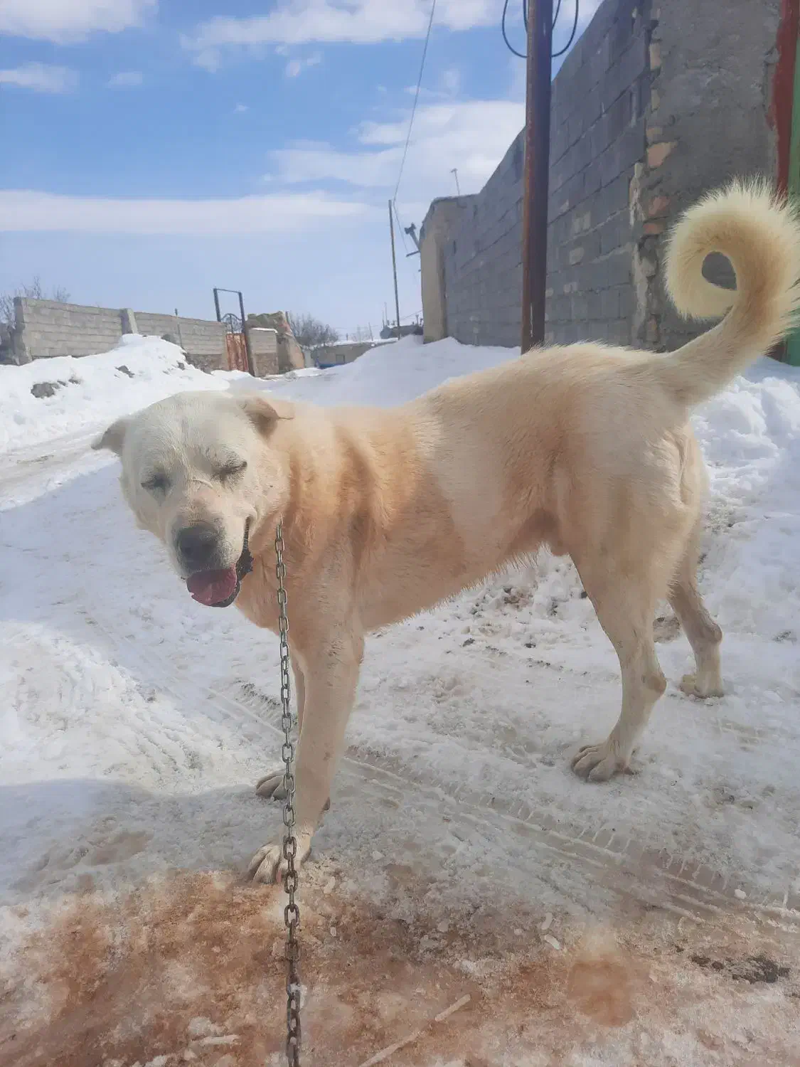 واگذاری سگ عراقی|سگ|ترکمانچای, |دیوار