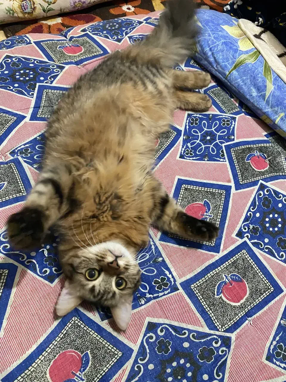 واگذاری رایگان گربه دی ال اچ مهربون|گربه|نوشهر, |دیوار