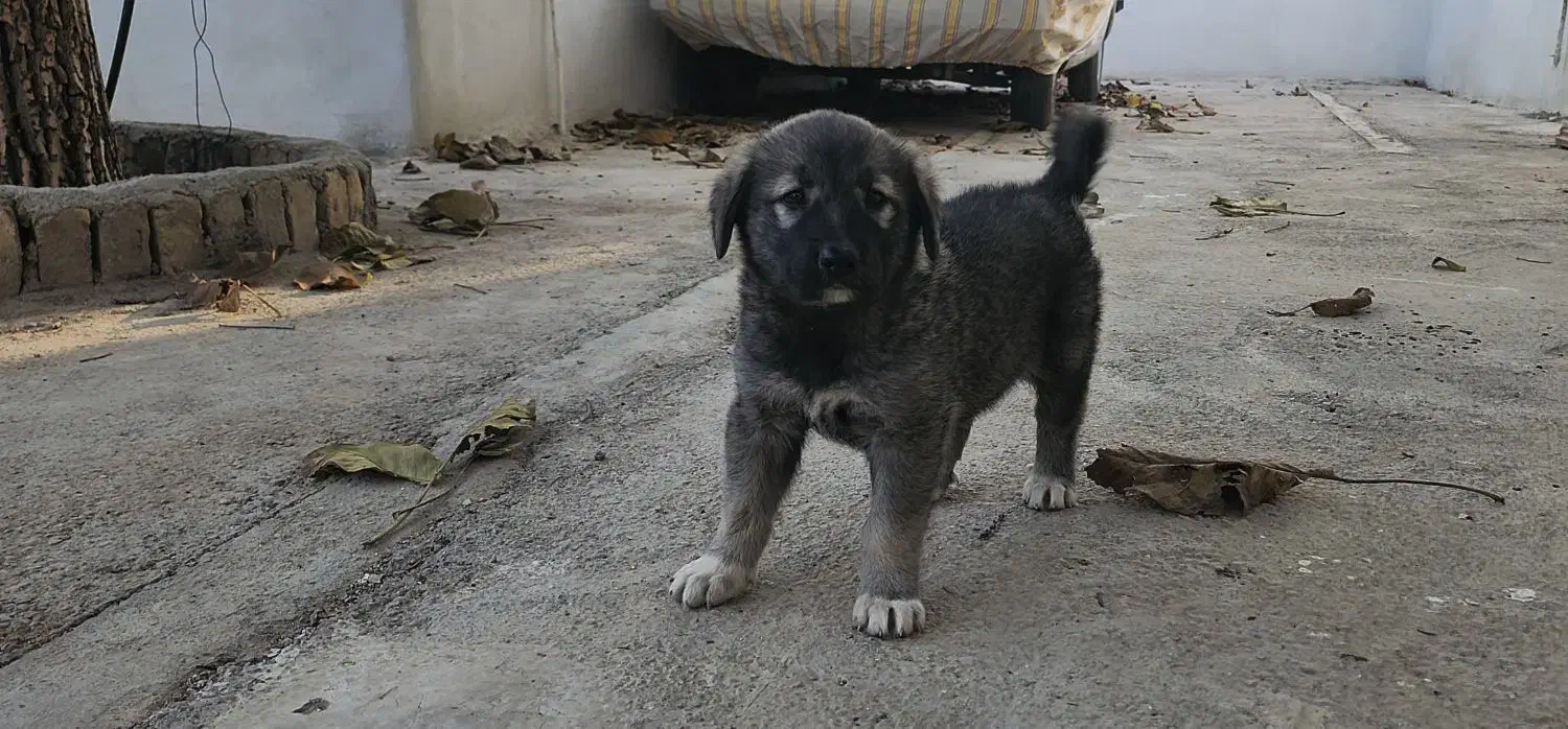 سگ نر دو ماهه|سگ|بسطام, |دیوار