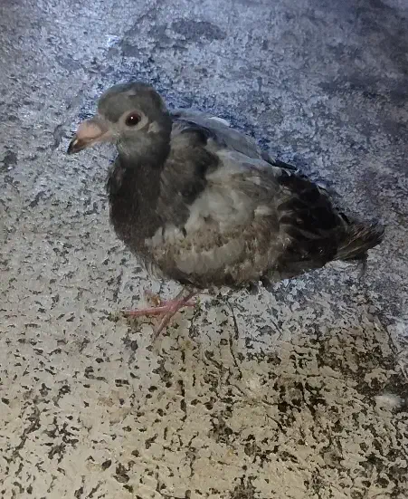 کبوتر|پرنده|جوانرود, |دیوار