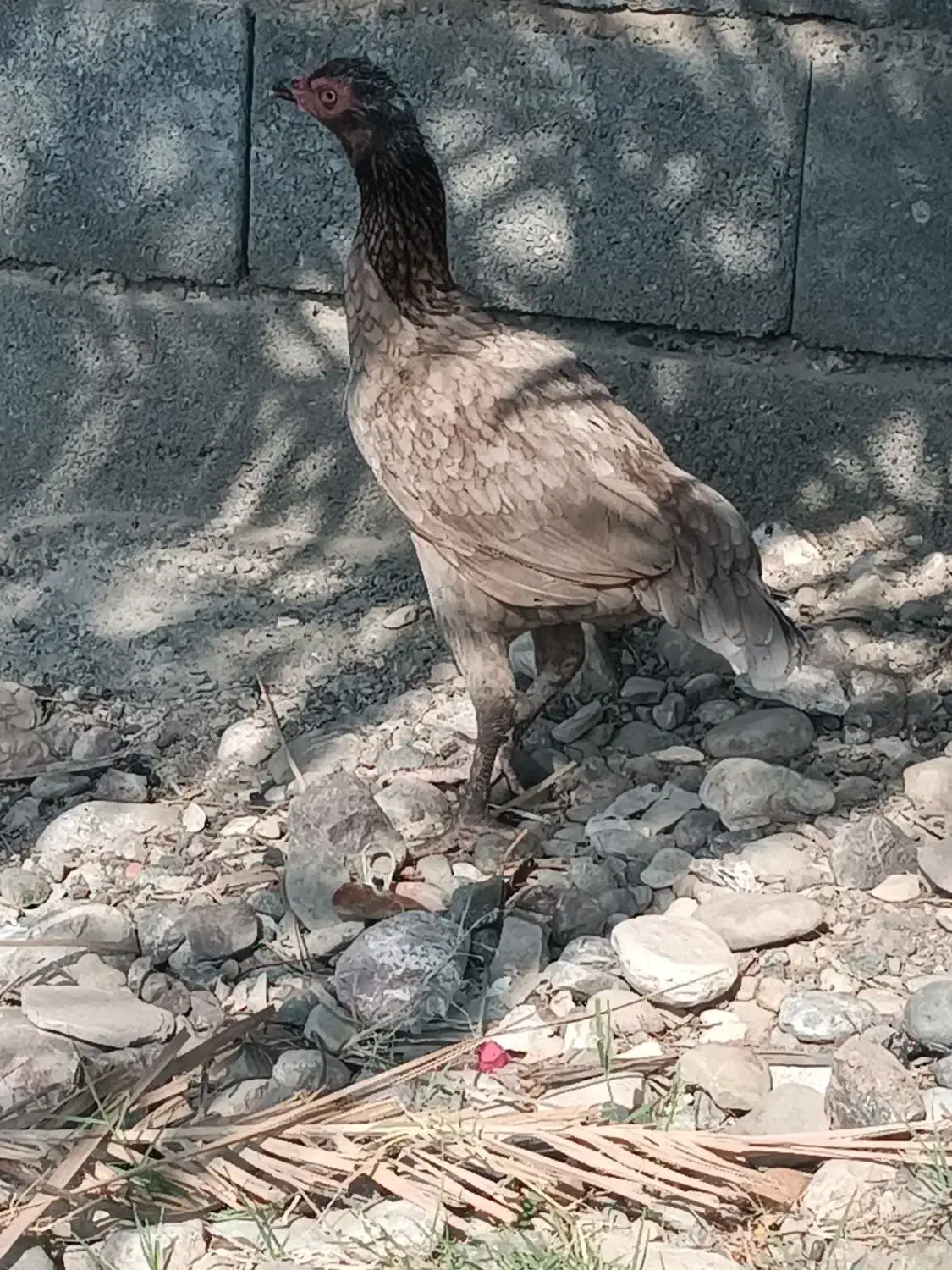 مرغ|حیوانات مزرعه|میناب, |دیوار