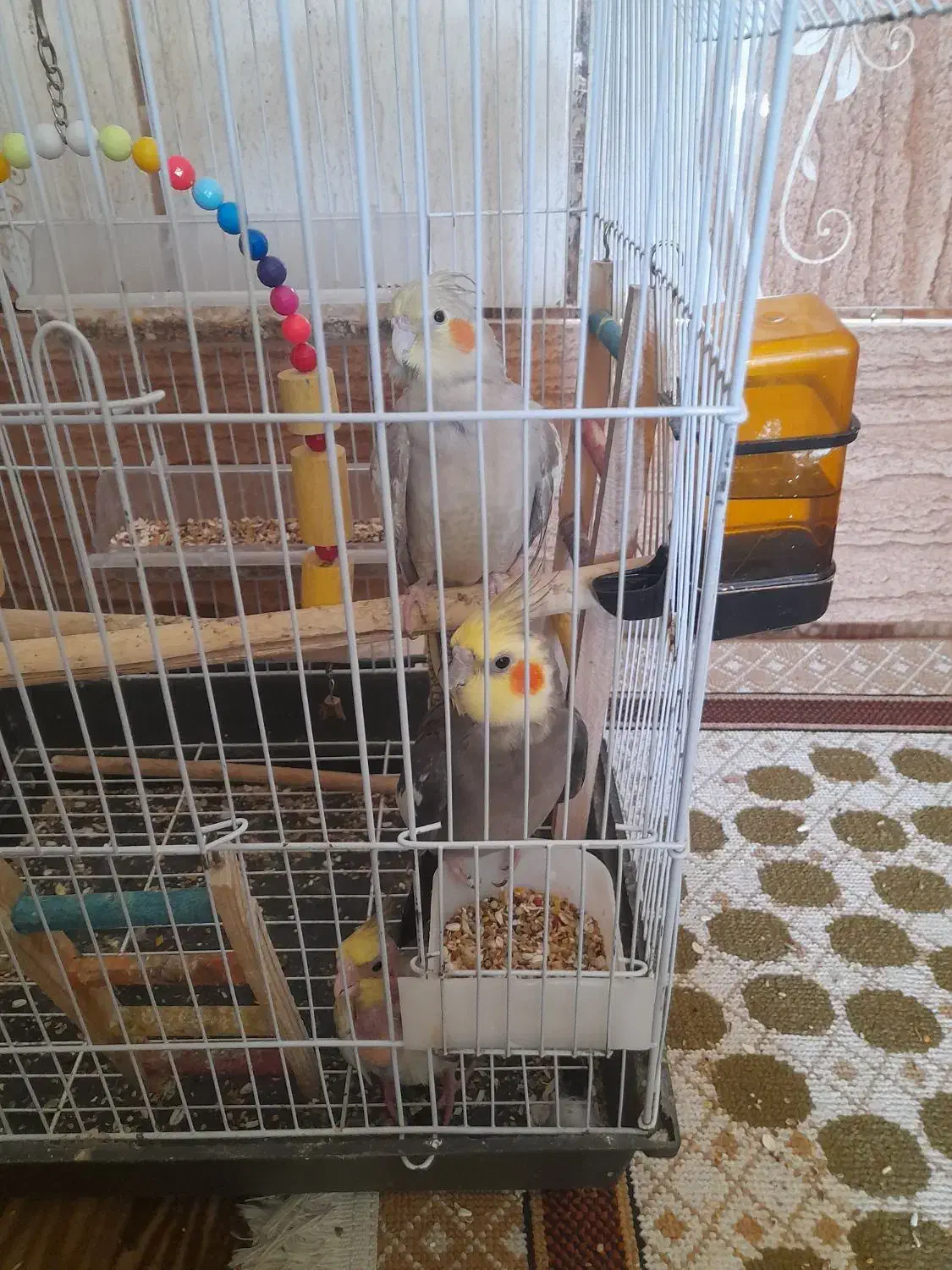 عروس هلندی|پرنده|میناب, |دیوار