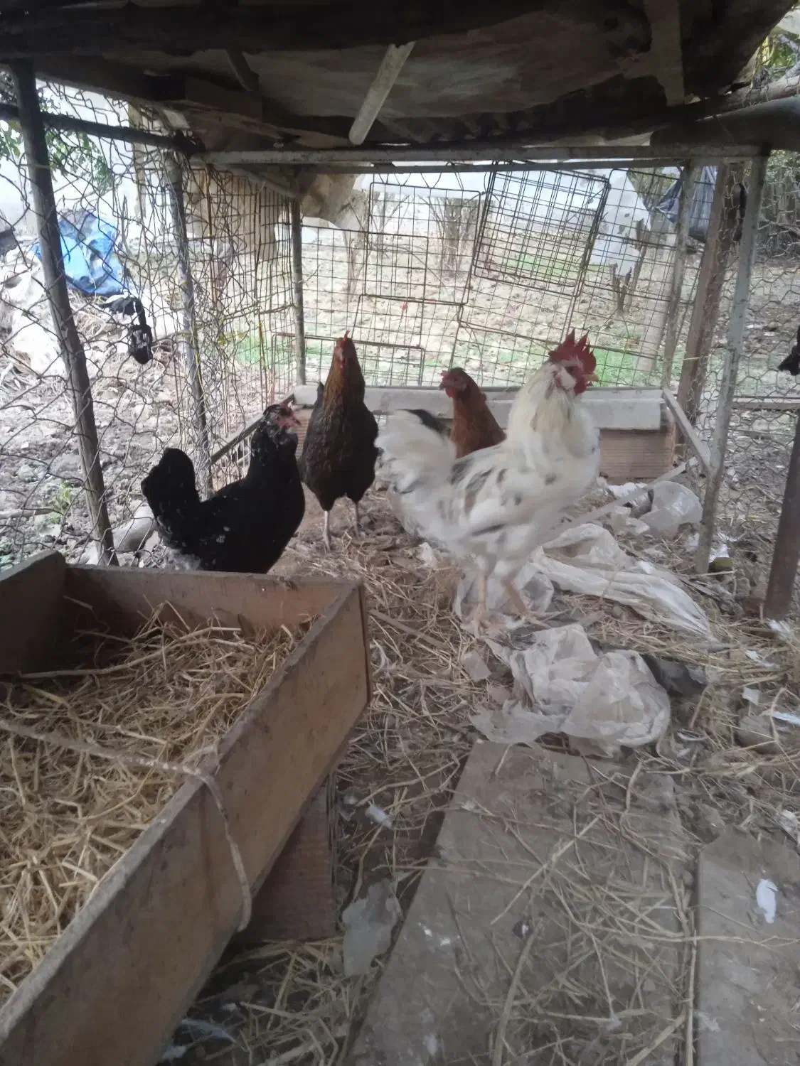 خروس و مرغ گلین|پرنده|رستمکلا, |دیوار