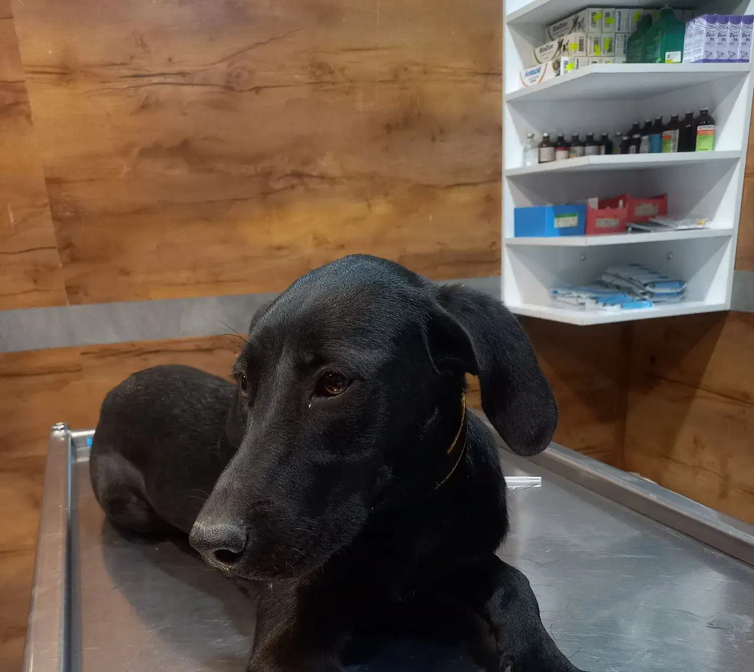 پیتبول آمریکایی ۸ ماهه|سگ|شوشتر, |دیوار