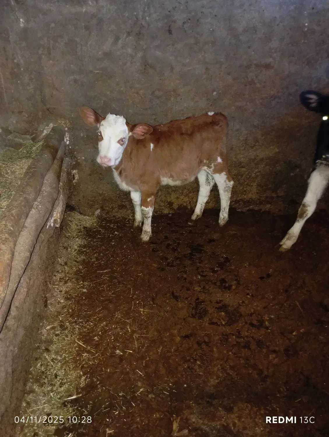 گوساله سیمینتال اصل ماده|حیوانات مزرعه|قره چای, |دیوار