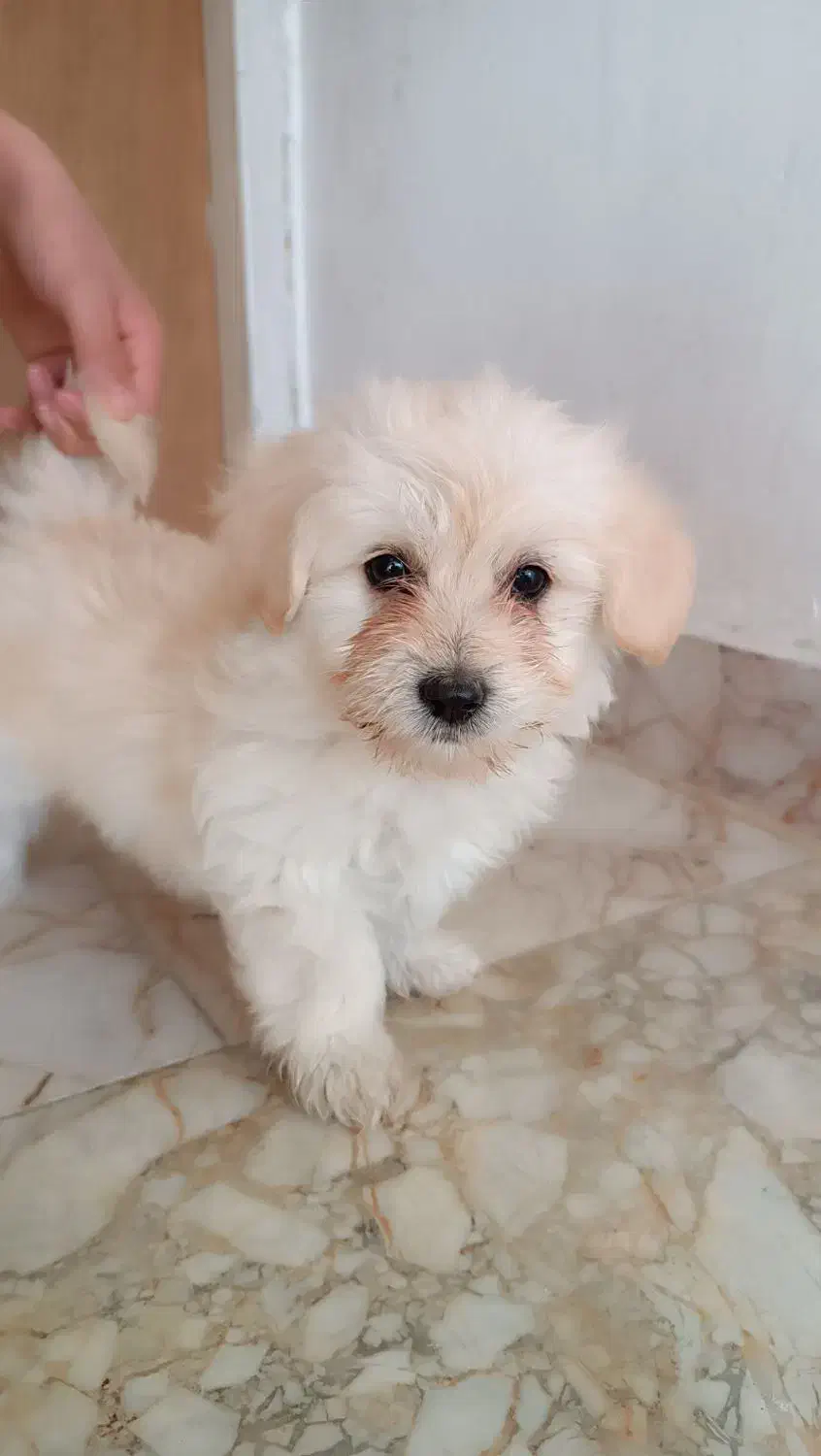 دوعدد توله سگ میکس|سگ|شیروان (خراسان), |دیوار