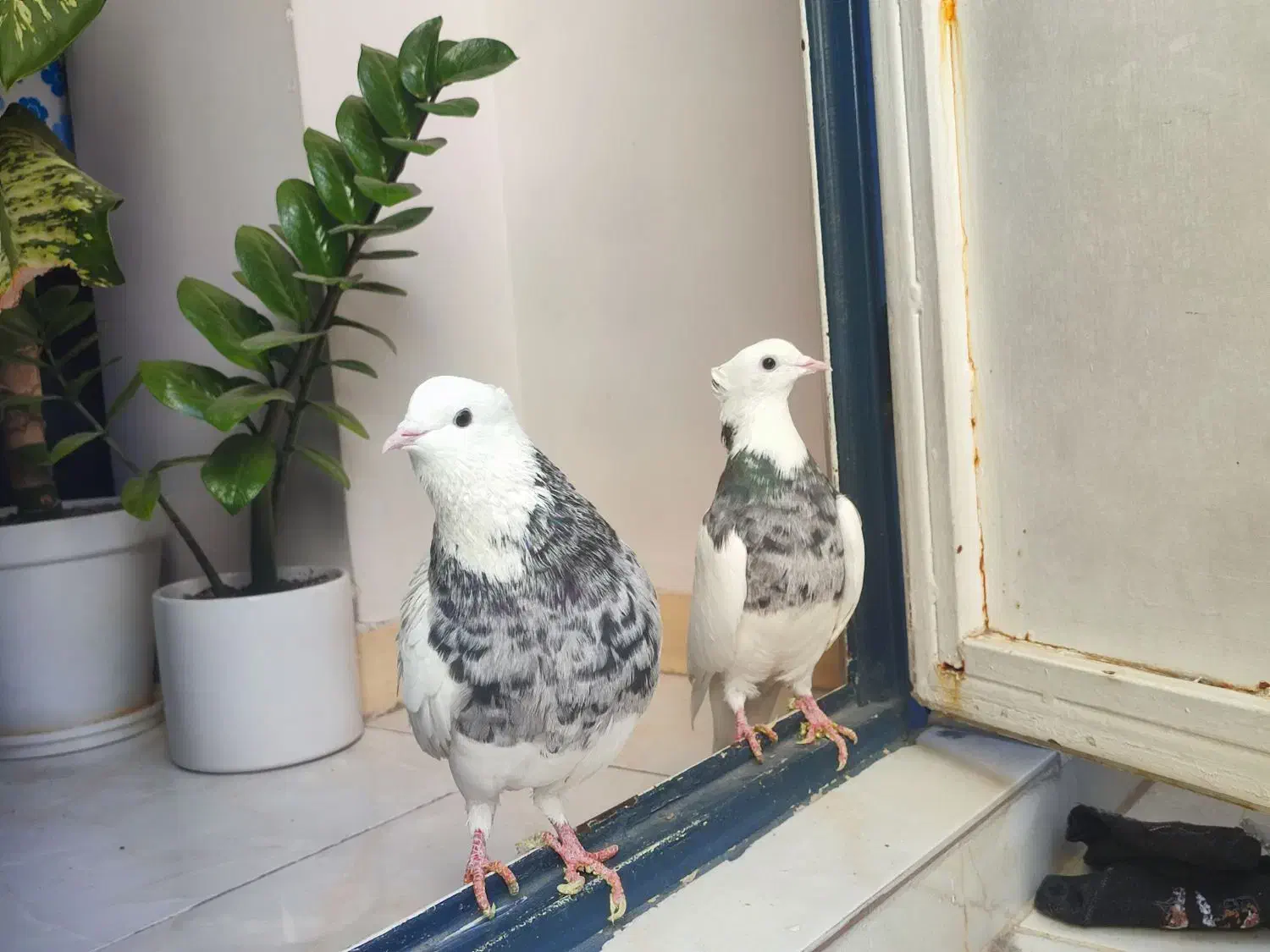 کفتر طوقی الماسی|پرنده|اندیشه, شهرک کوثر|دیوار