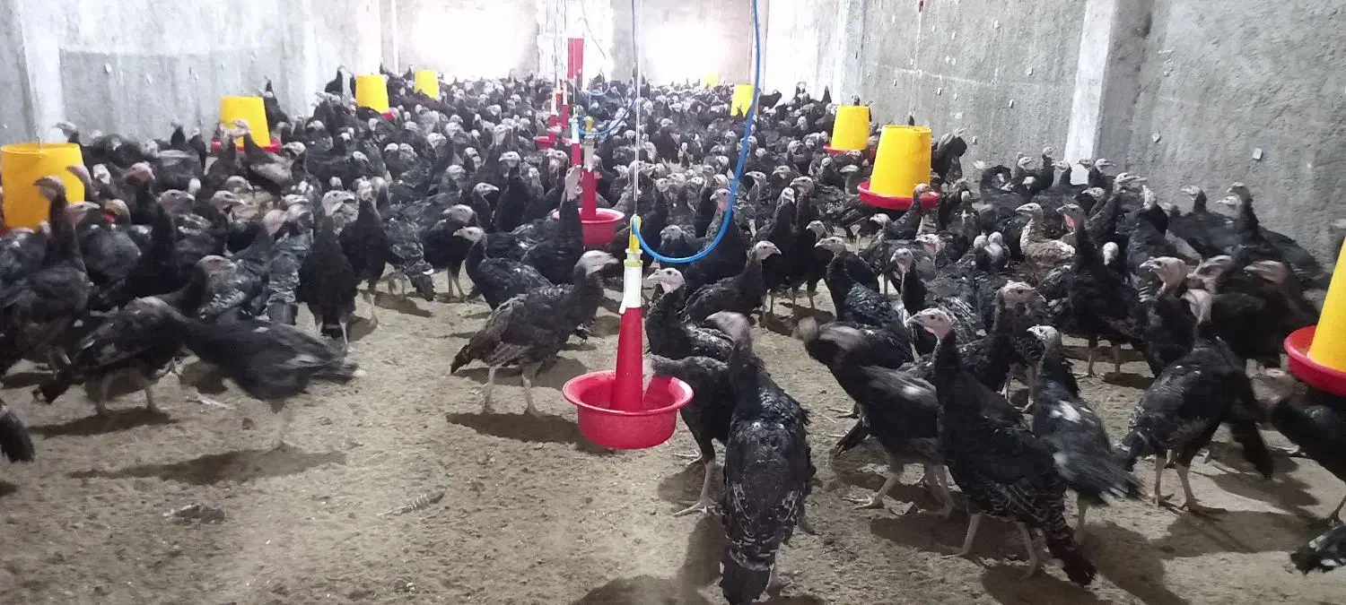 کارگر پرورش بوقلمون و طیور|استخدام صنعتی، فنی، مهندسی|ماسال, |دیوار