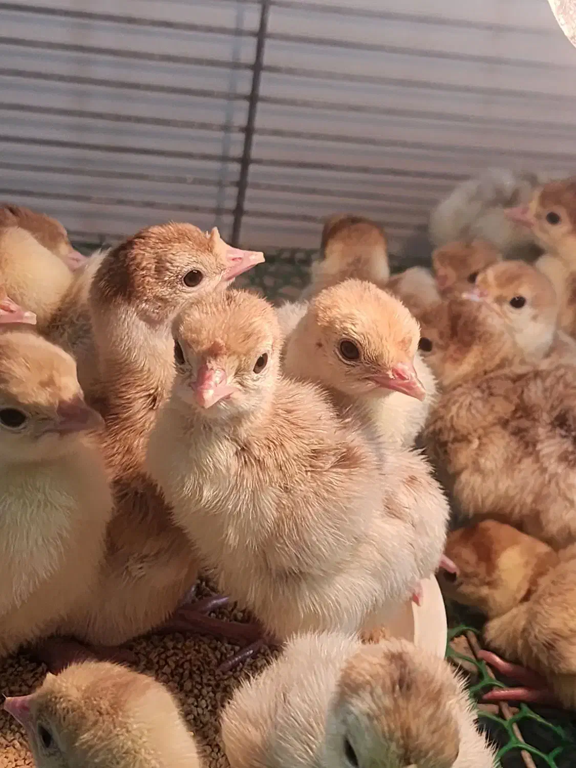 فروش جوجه بوربون|حیوانات مزرعه|بابل, |دیوار