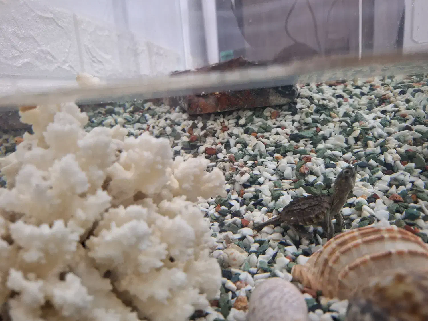 ماهی خاص و بسیار زیبا|ماهی|قم, سعادتی|دیوار