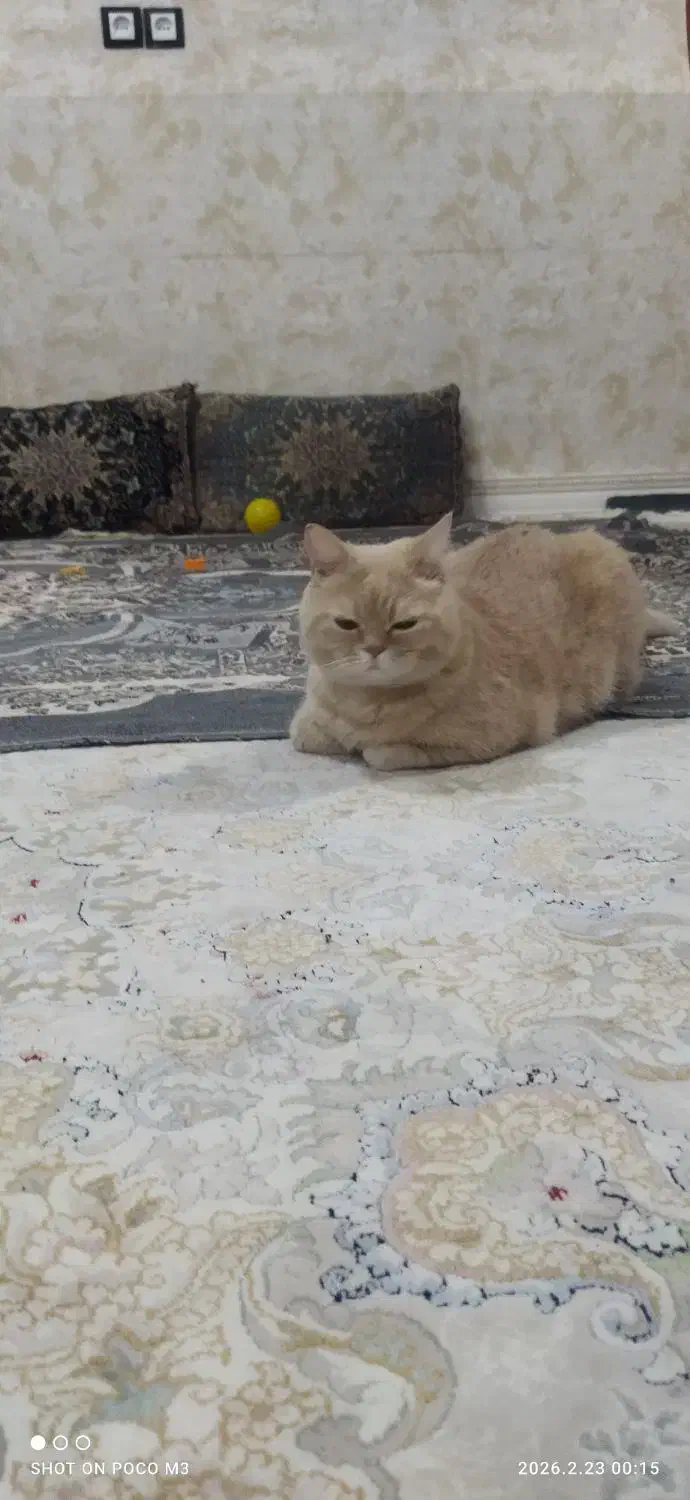 واگذاری گربه|گربه|آبادان, |دیوار