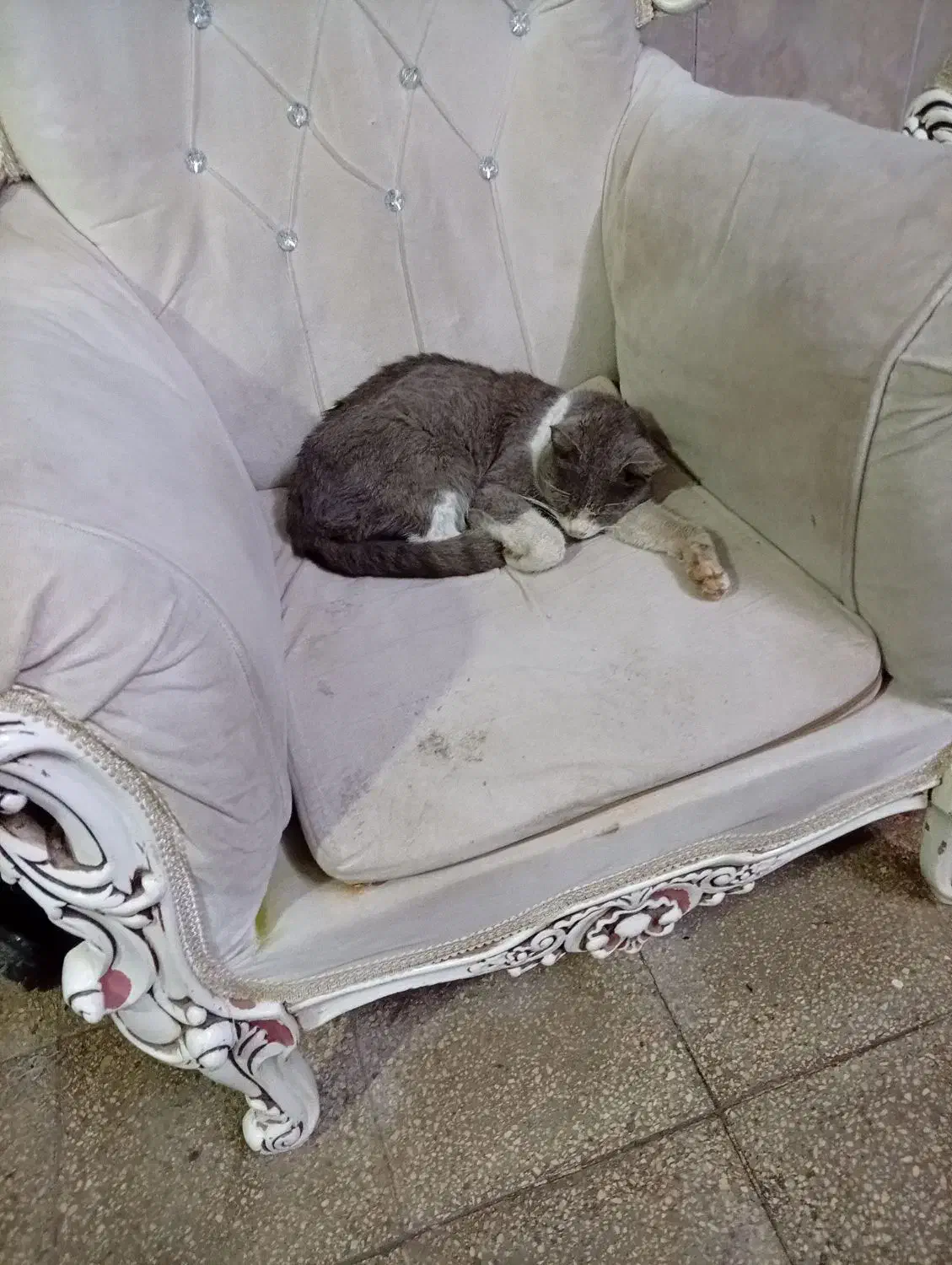 گربه|گربه|قم, شهر قائم|دیوار