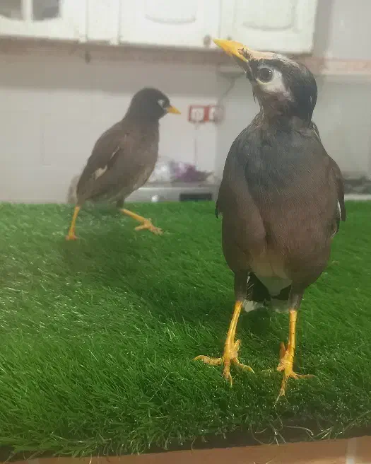 فروش مرغ مینا فنچ نرگسی جوجه عروس هلندی ج کوتوله|پرنده|میرجاوه, |دیوار