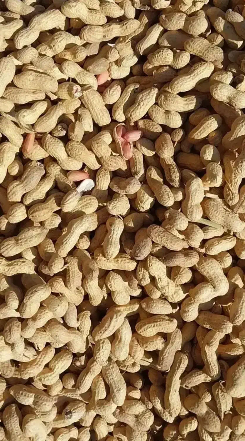 بادام زمینی|عمدهفروشی|اسلام آباد, |دیوار