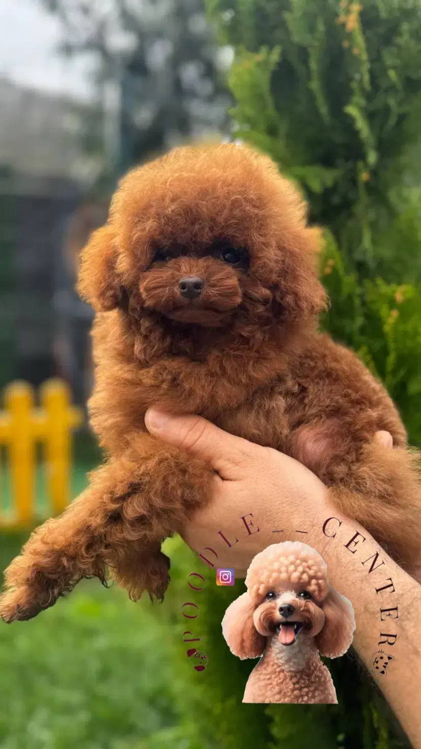 پودل توی اورجینال از مولدین وارداتی|سگ|رشت, بلوار گیلان|دیوار