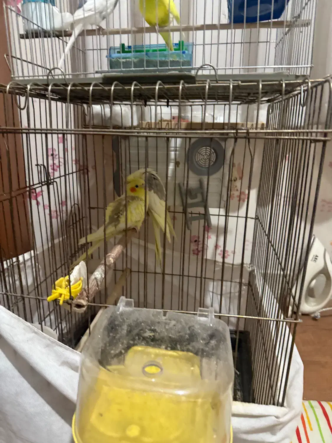 یک جفت عروس هلندی کارداده و بک جفت مرغ عشق|پرنده|قزوین, |دیوار