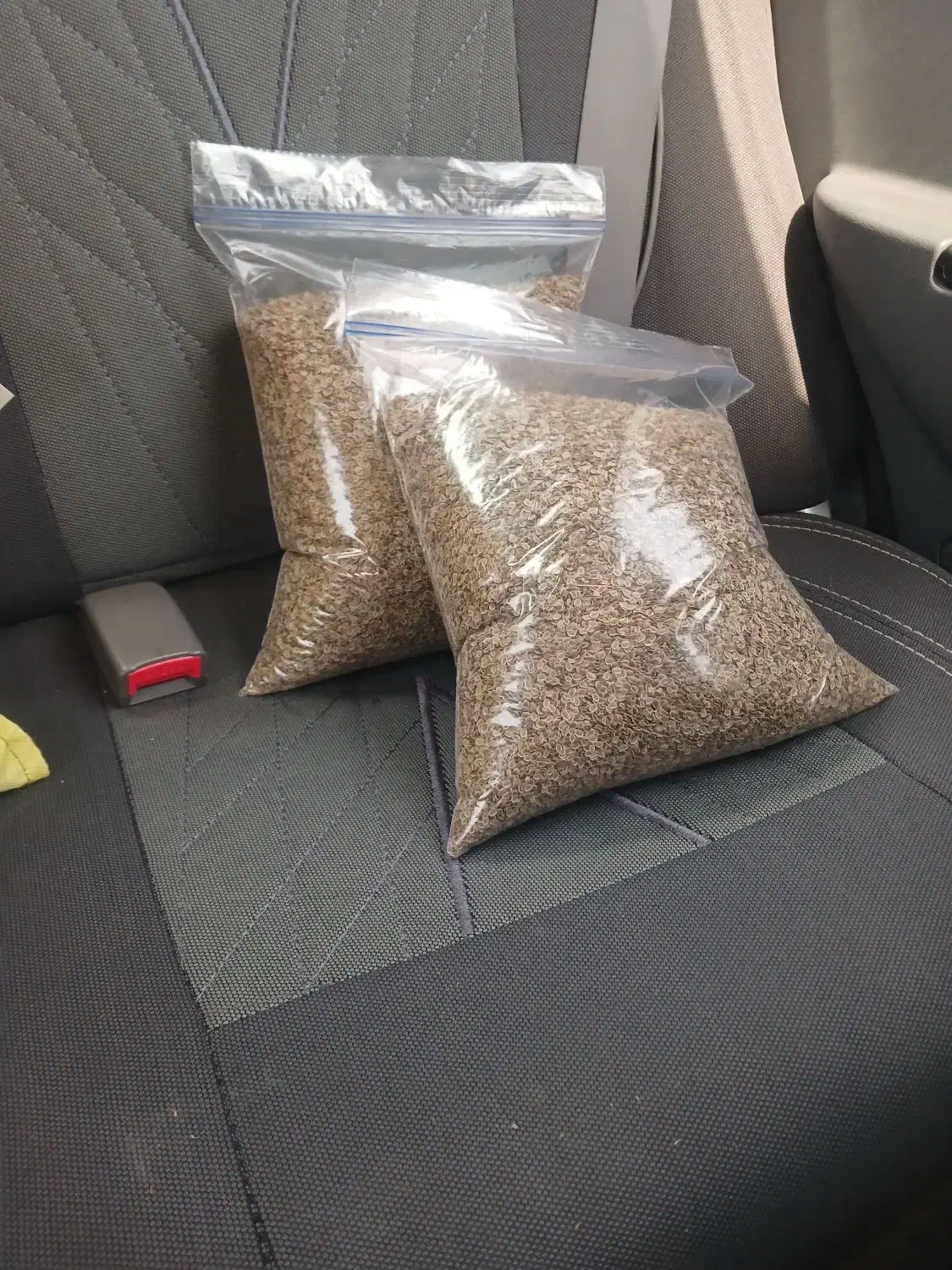 بذر شوید گاوریش، صادراتی|خدمات باغبانی و درختکاری|بوشهر, |دیوار