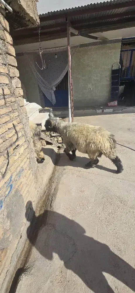 نرمیش کله سیاه شاخی|حیوانات مزرعه|اردل, |دیوار