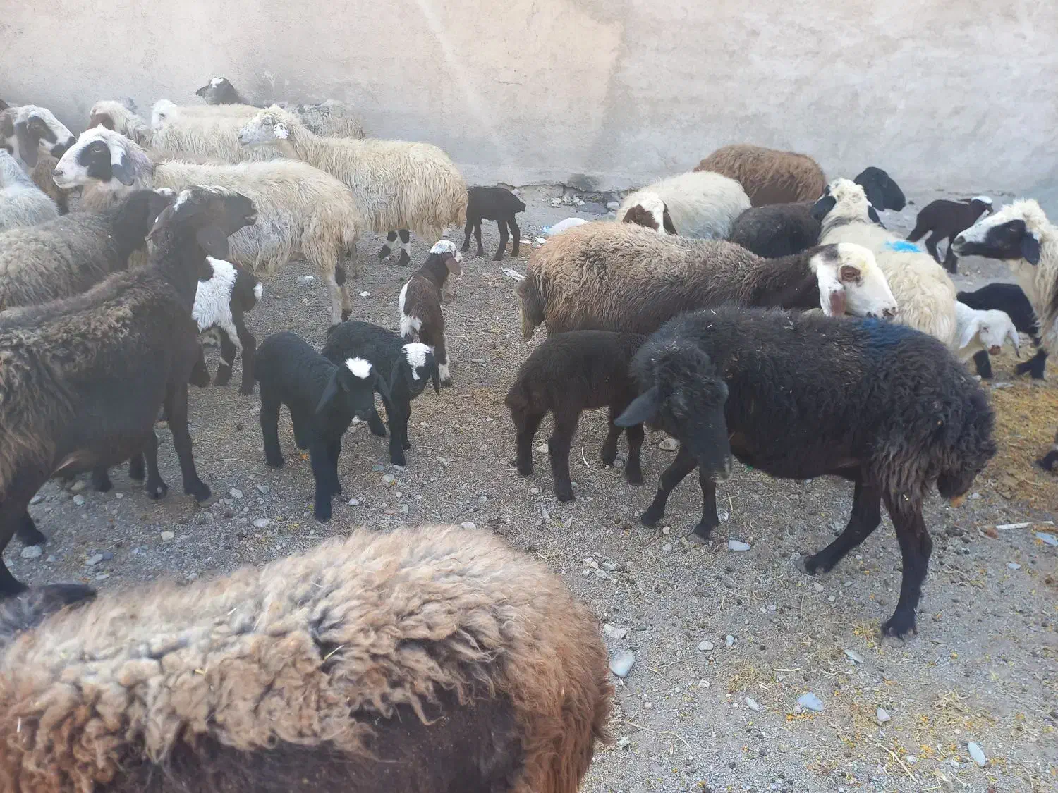 ۵۶راس میش کرد افشار|حیوانات مزرعه|آفتاب, |دیوار