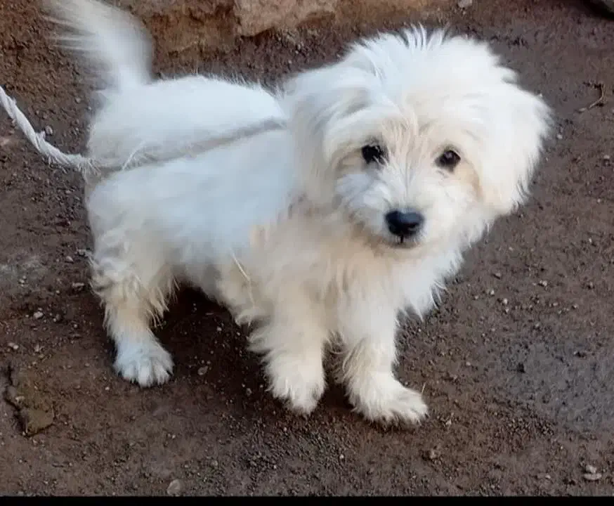 سگ پاکوتا سایز ریز|سگ|کرمان, |دیوار