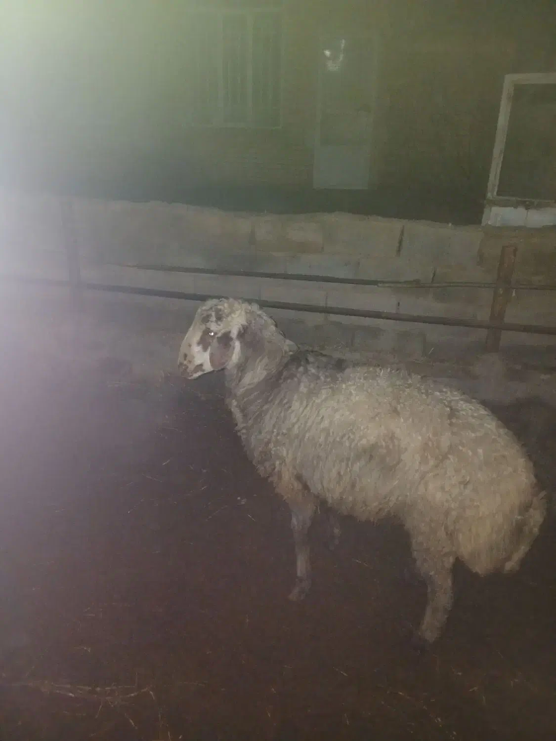 بره نر ۶۰ کیلو|حیوانات مزرعه|رضویه, |دیوار