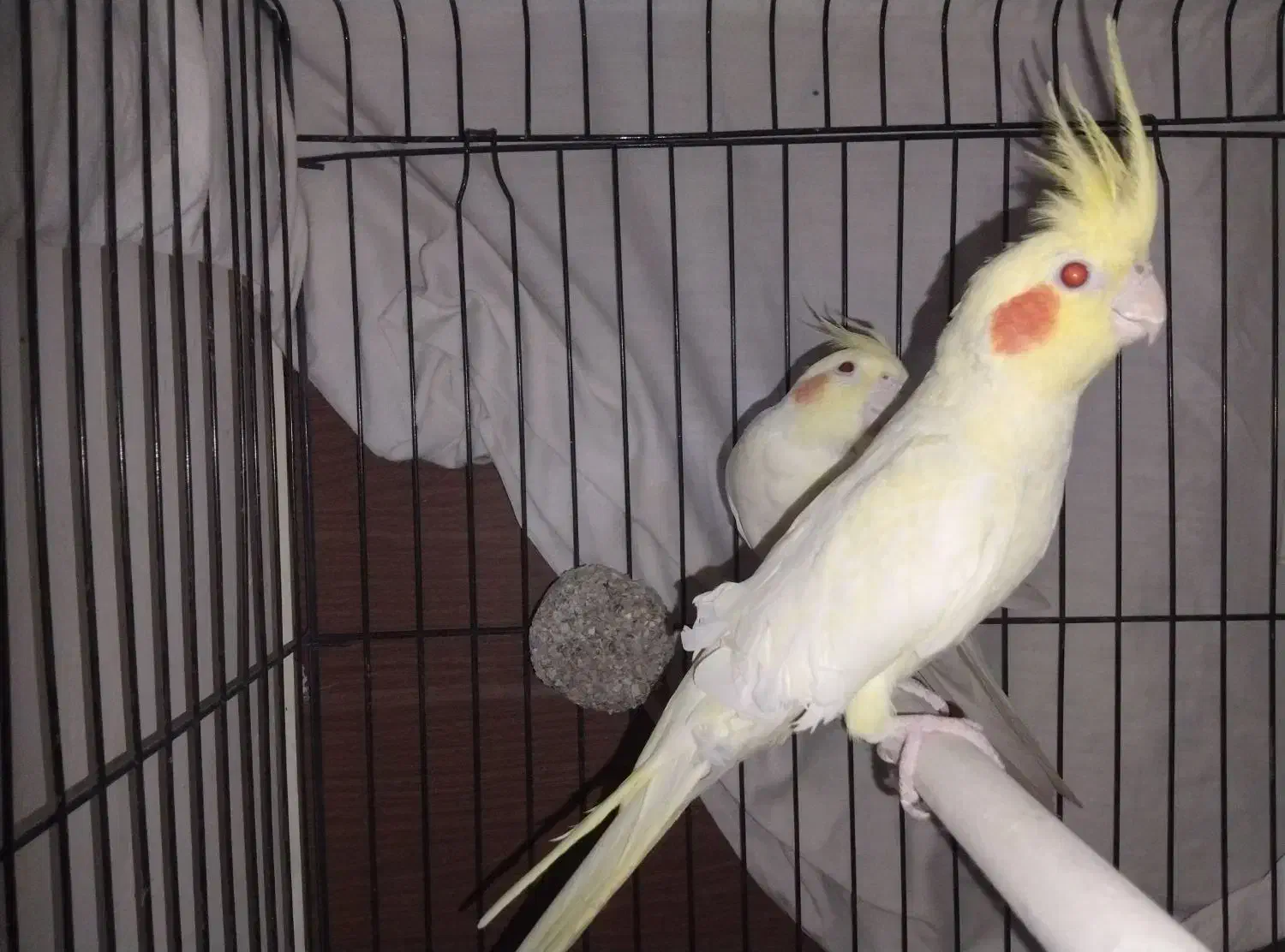 جفت عروس هلندی مولد درجه یک|پرنده|مشهد, نوید|دیوار