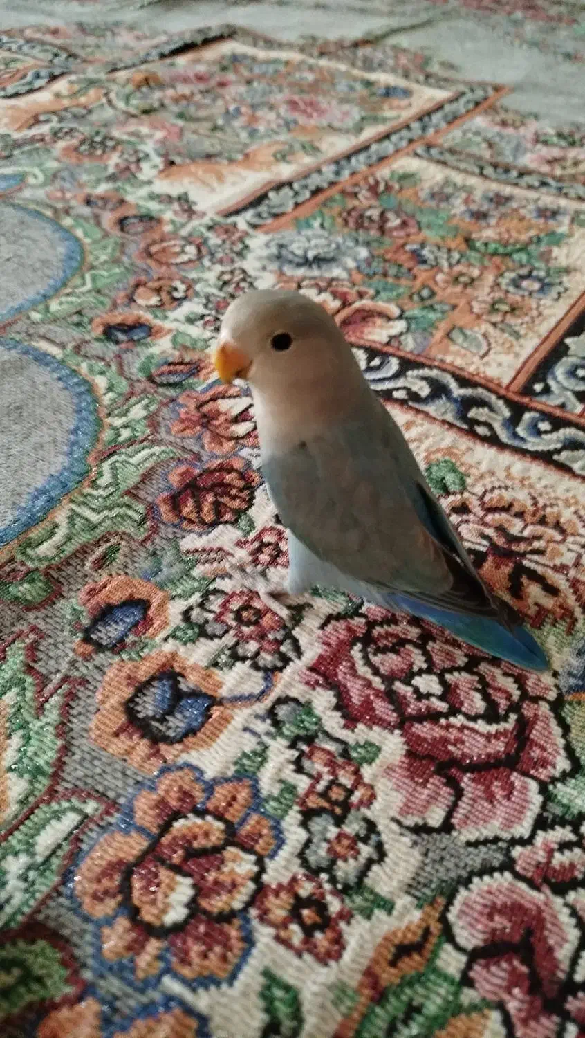 طوطی برزیلی|پرنده|ری, علایین|دیوار