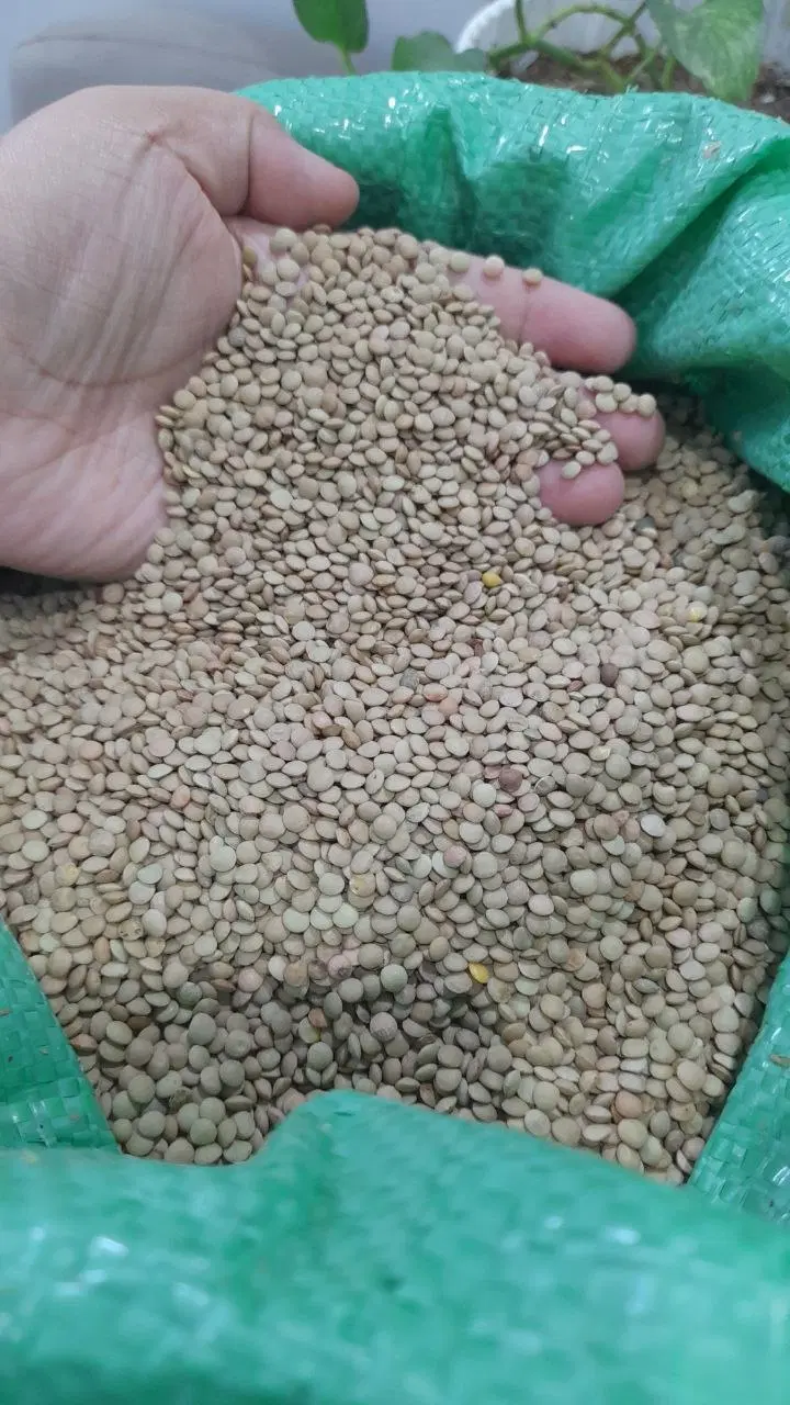 حبوبات  سیر همدان  ۱۰۰  درجه یک به شرط پ|خوردنی و آشامیدنی|تهران, یافت آباد جنوبی|دیوار