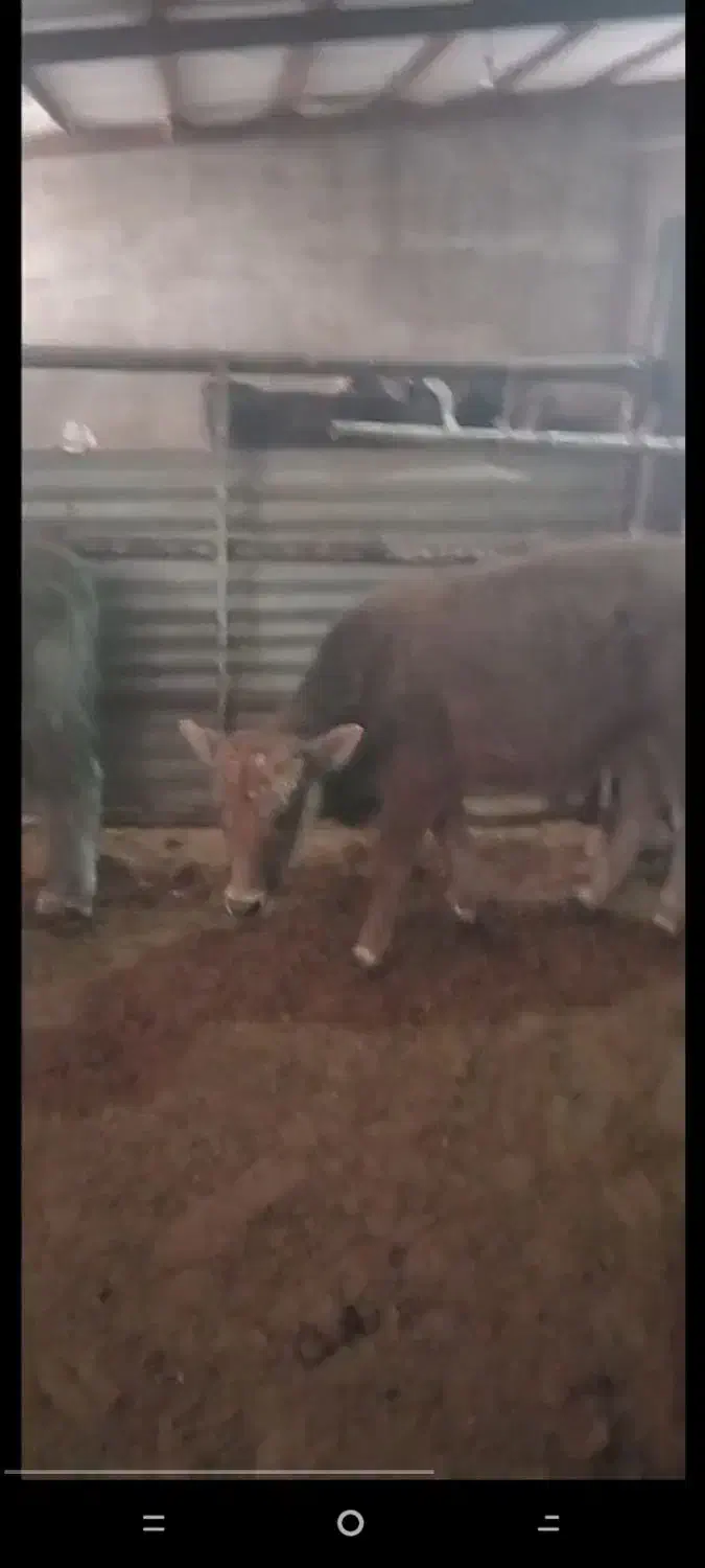 دو راس گوساله نر|حیوانات مزرعه|بوئین زهرا, |دیوار