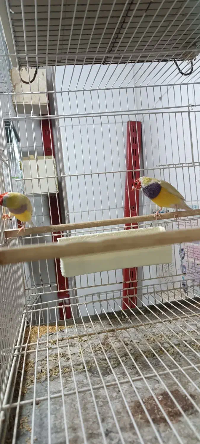 فنچ گلدین|پرنده|ساری, |دیوار