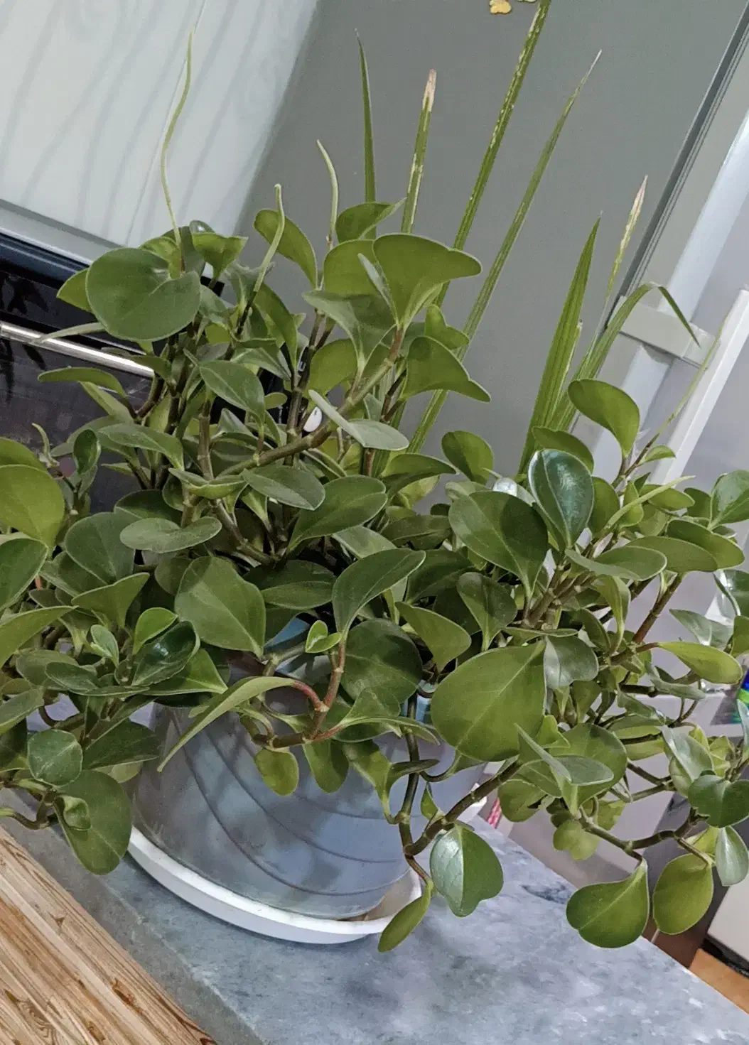 گل طبیعی|گل و گیاه طبیعی|دهگلان, |دیوار